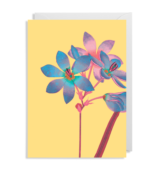 Ixia Flower Card